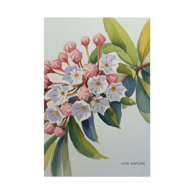 Mountain Laurel Connecticut State Flower Art Print