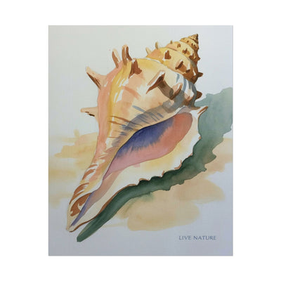 Conch Shell Watercolor Print 'Live Nature' Design