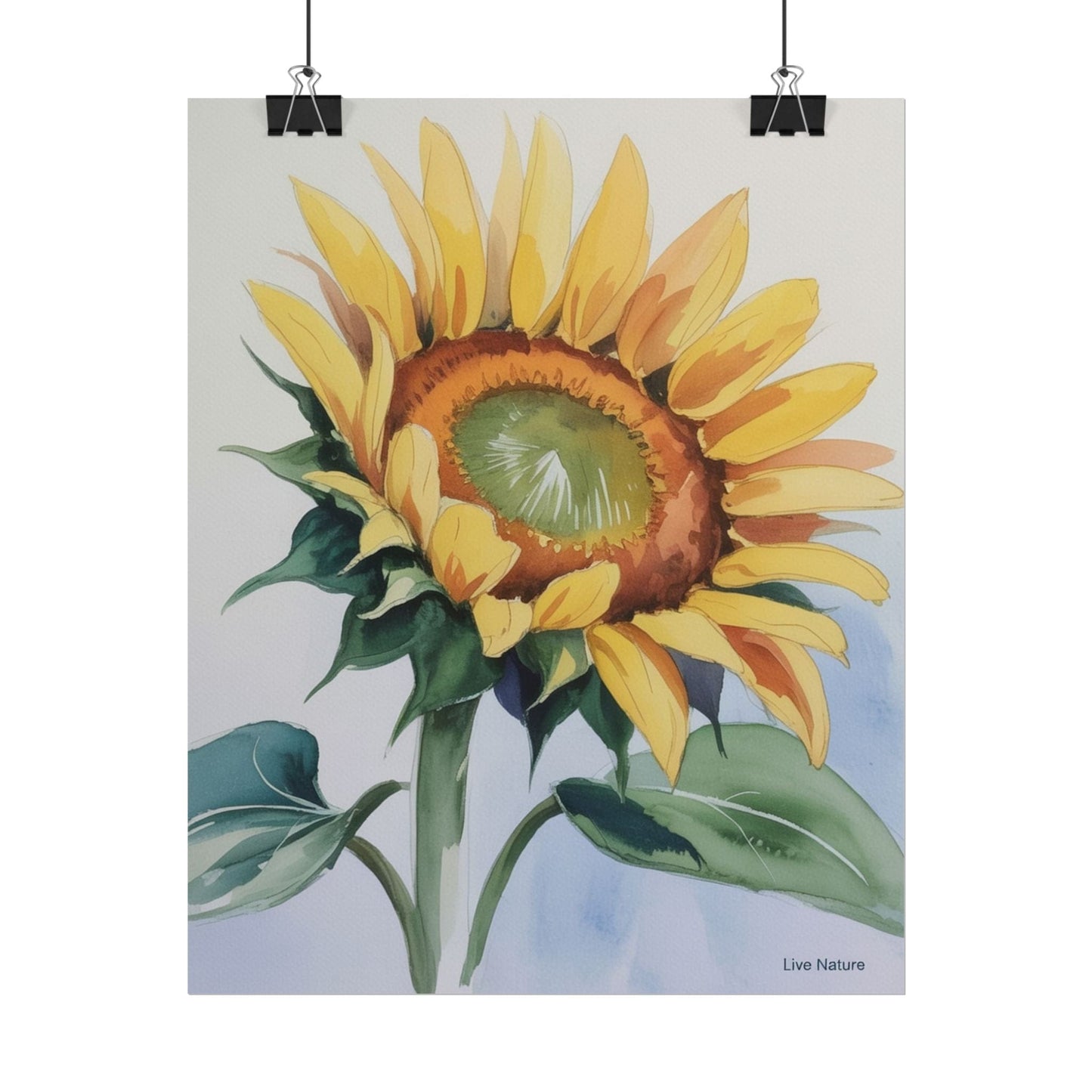 Kansas Sunflower Watercolor Art Print 'Live Nature