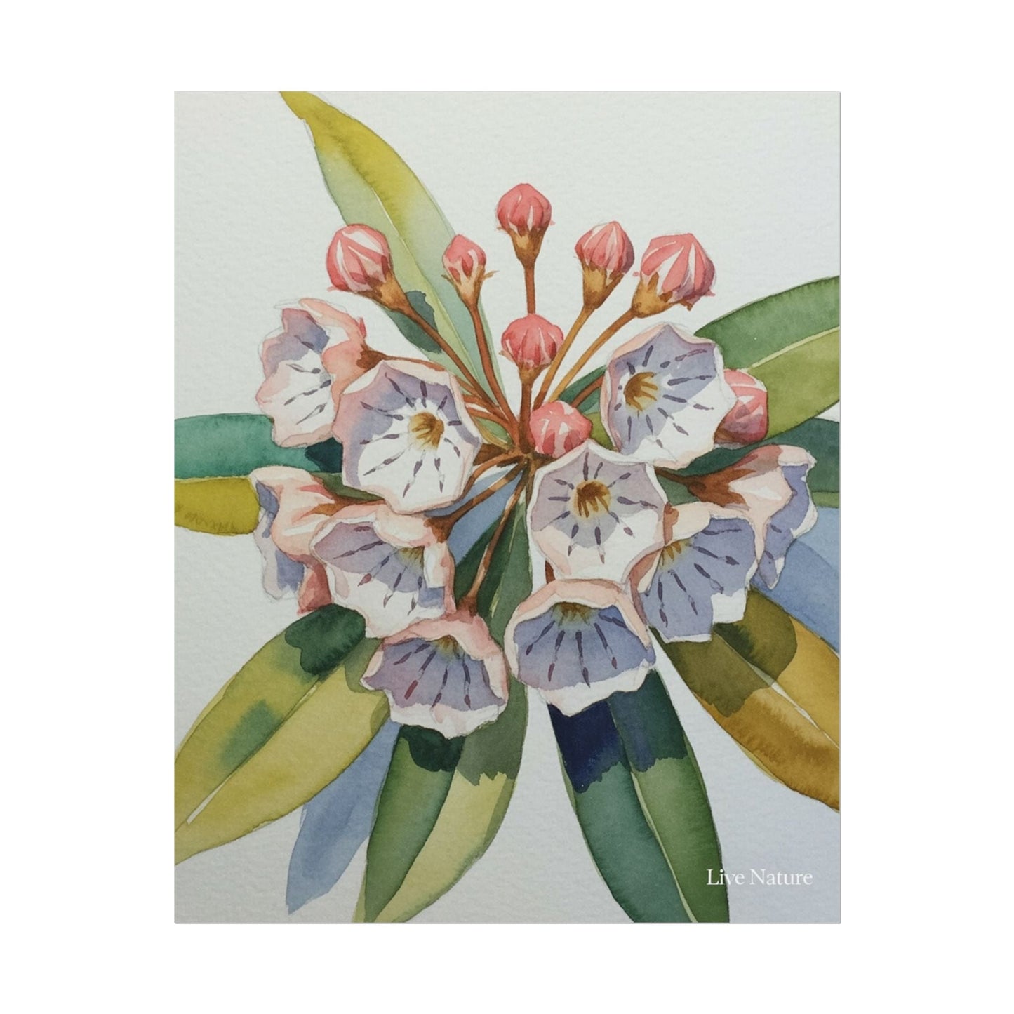 Mountain Laurel Watercolor Art Print Botanical Design