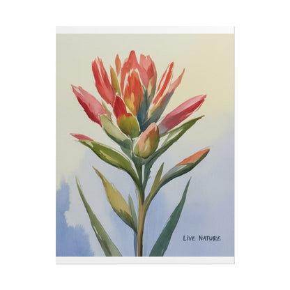 Indian Paintbrush Watercolor Art Print 'Live Nature
