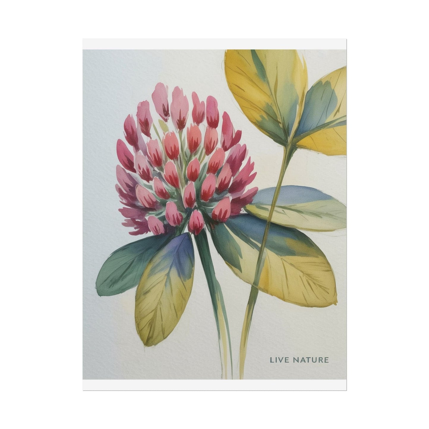 Red Clover Botanical Art Print 'Live Nature' Design