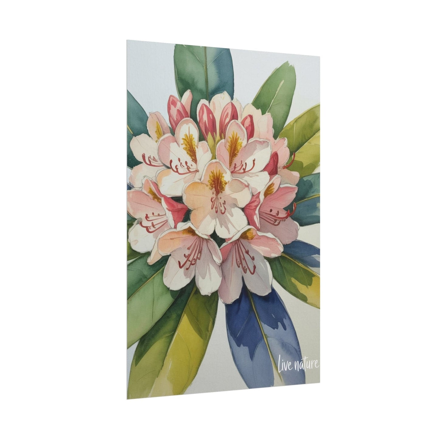 Rhododendron Blossom Watercolor Print 'Live Nature
