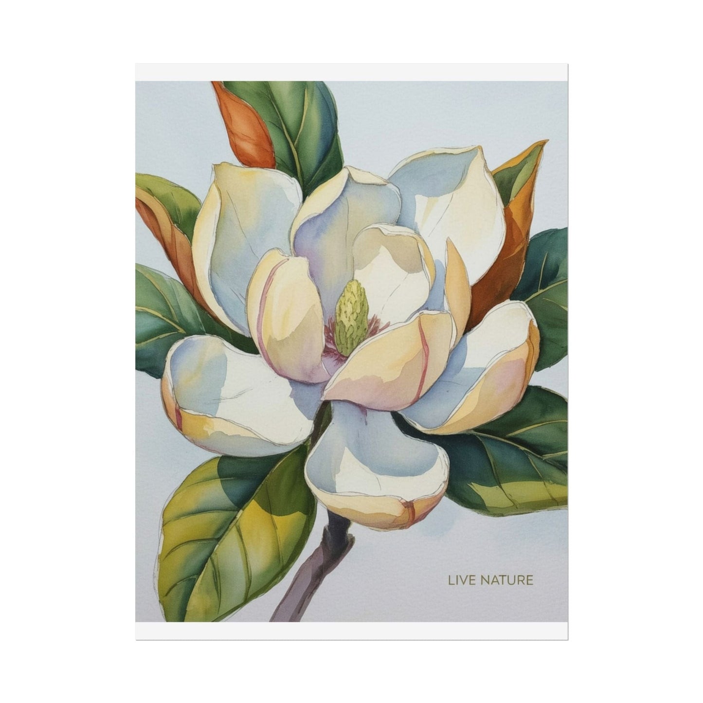 Magnolia Blossom Art Print on Fine Art Paper