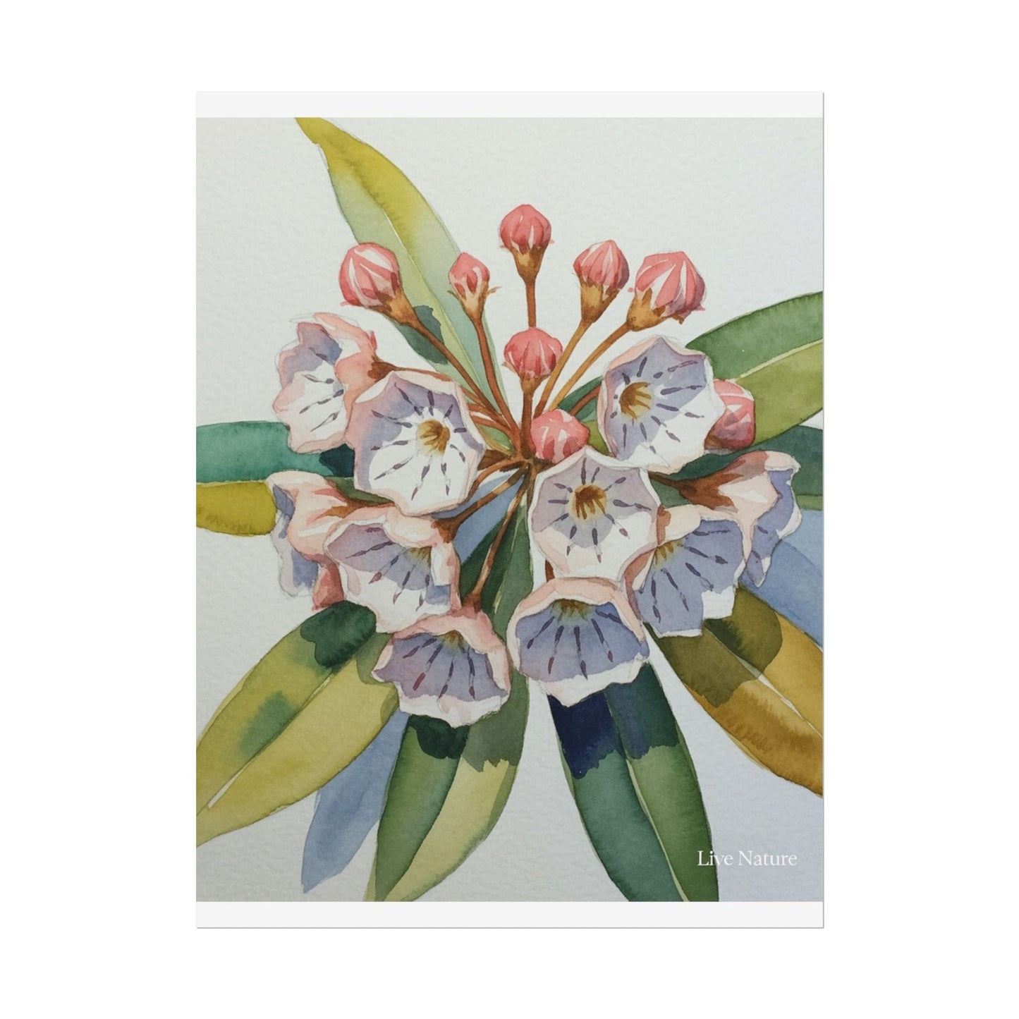 Mountain Laurel Watercolor Art Print Botanical Design