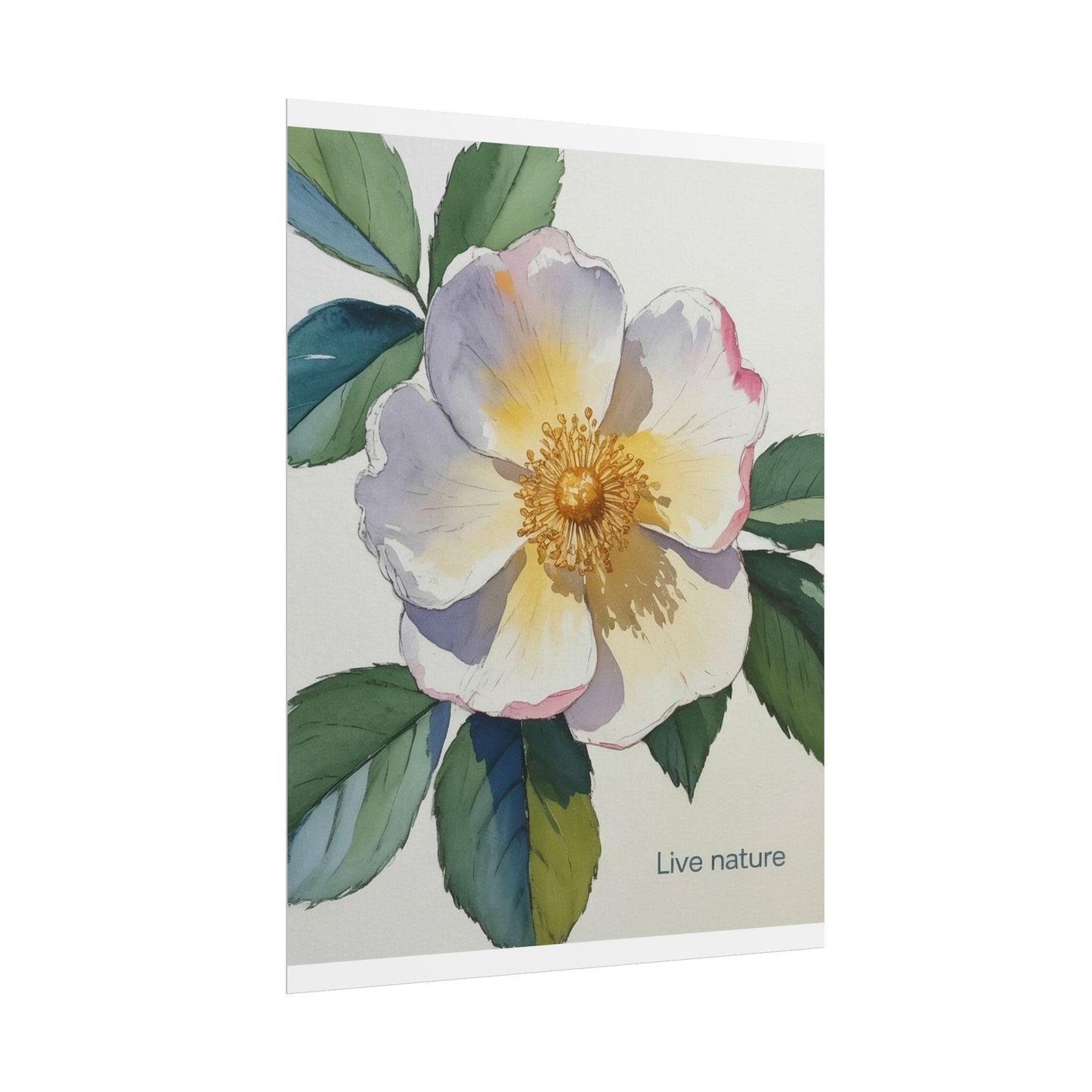 Cherokee Rose Watercolor Art Print 'Live Nature