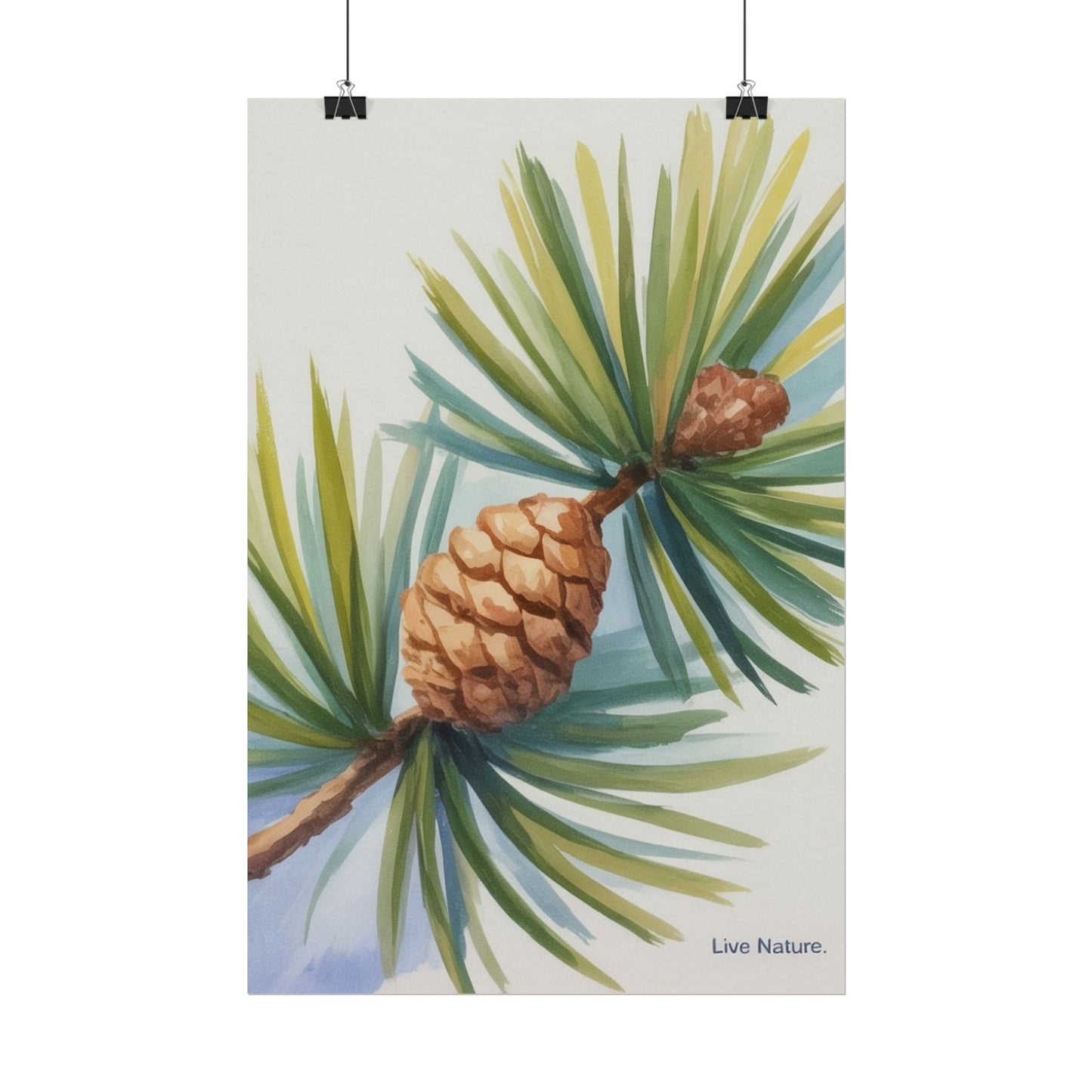 Maine Pine Cone Watercolor Print - Live Nature Art