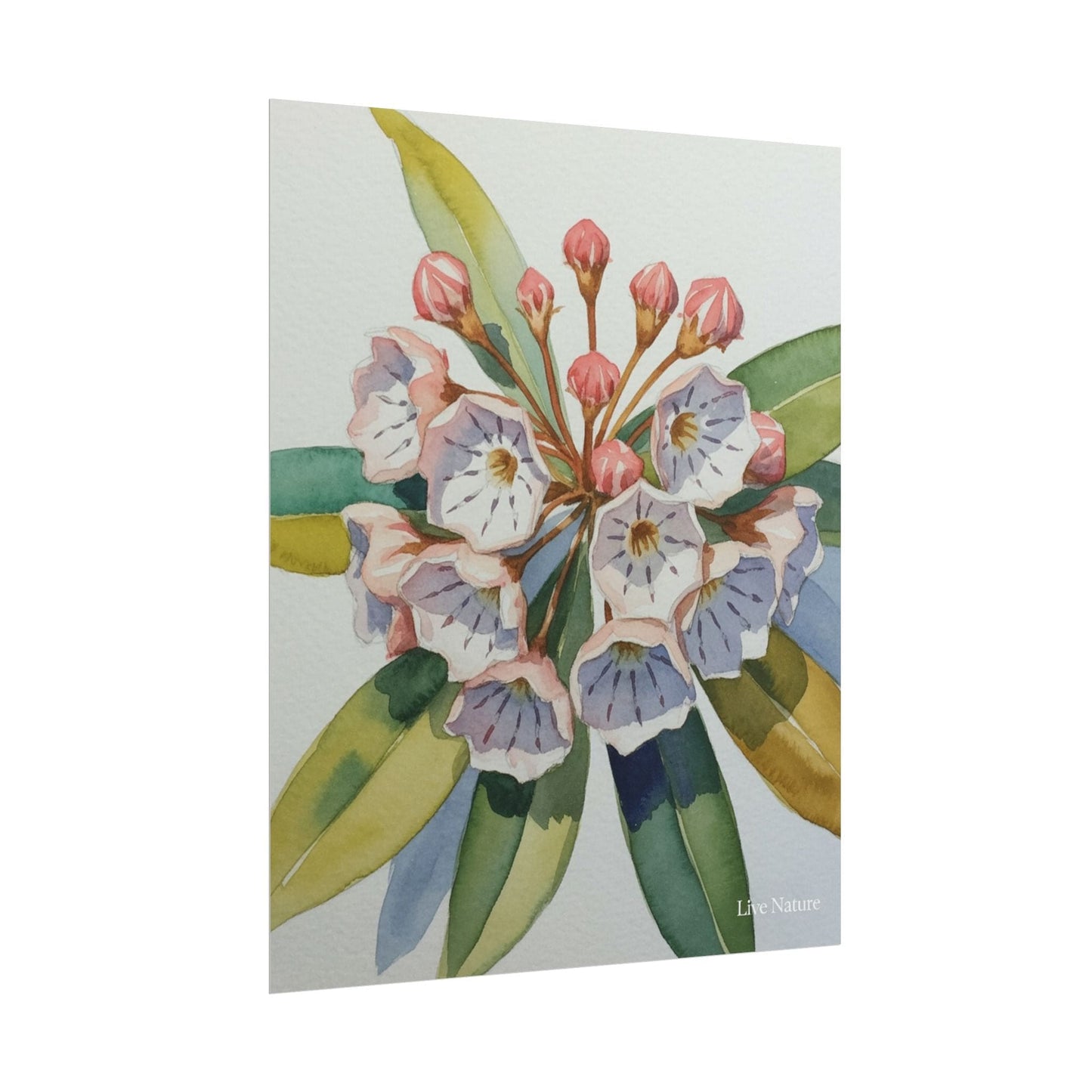 Mountain Laurel Watercolor Art Print Botanical Design