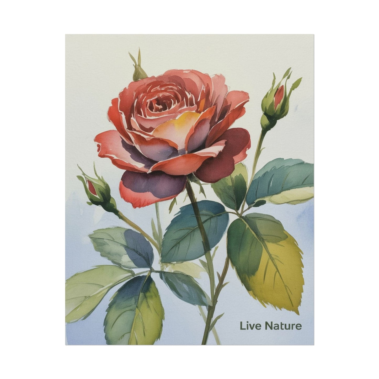 Live Nature Watercolor Rose Art Print Poster