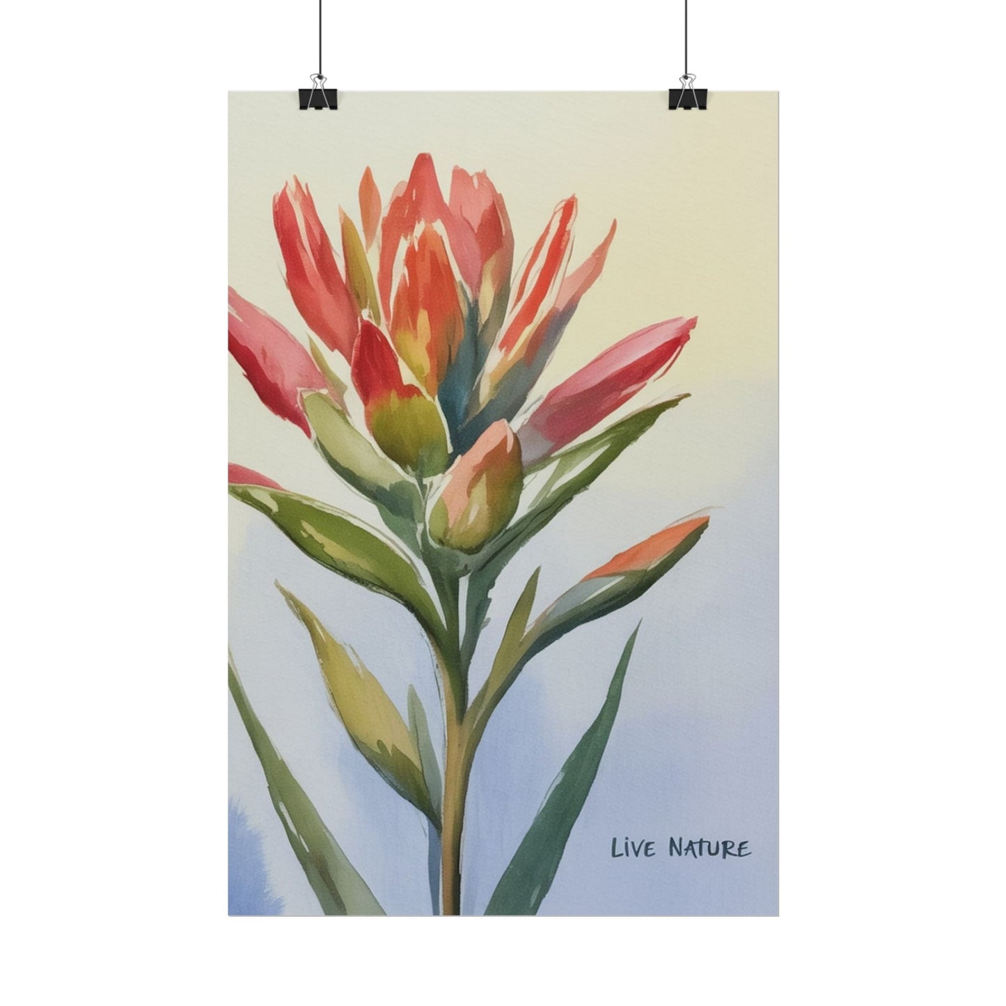 Indian Paintbrush Watercolor Art Print 'Live Nature
