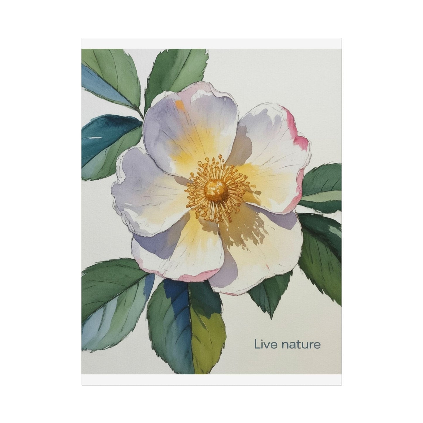 Cherokee Rose Watercolor Art Print 'Live Nature