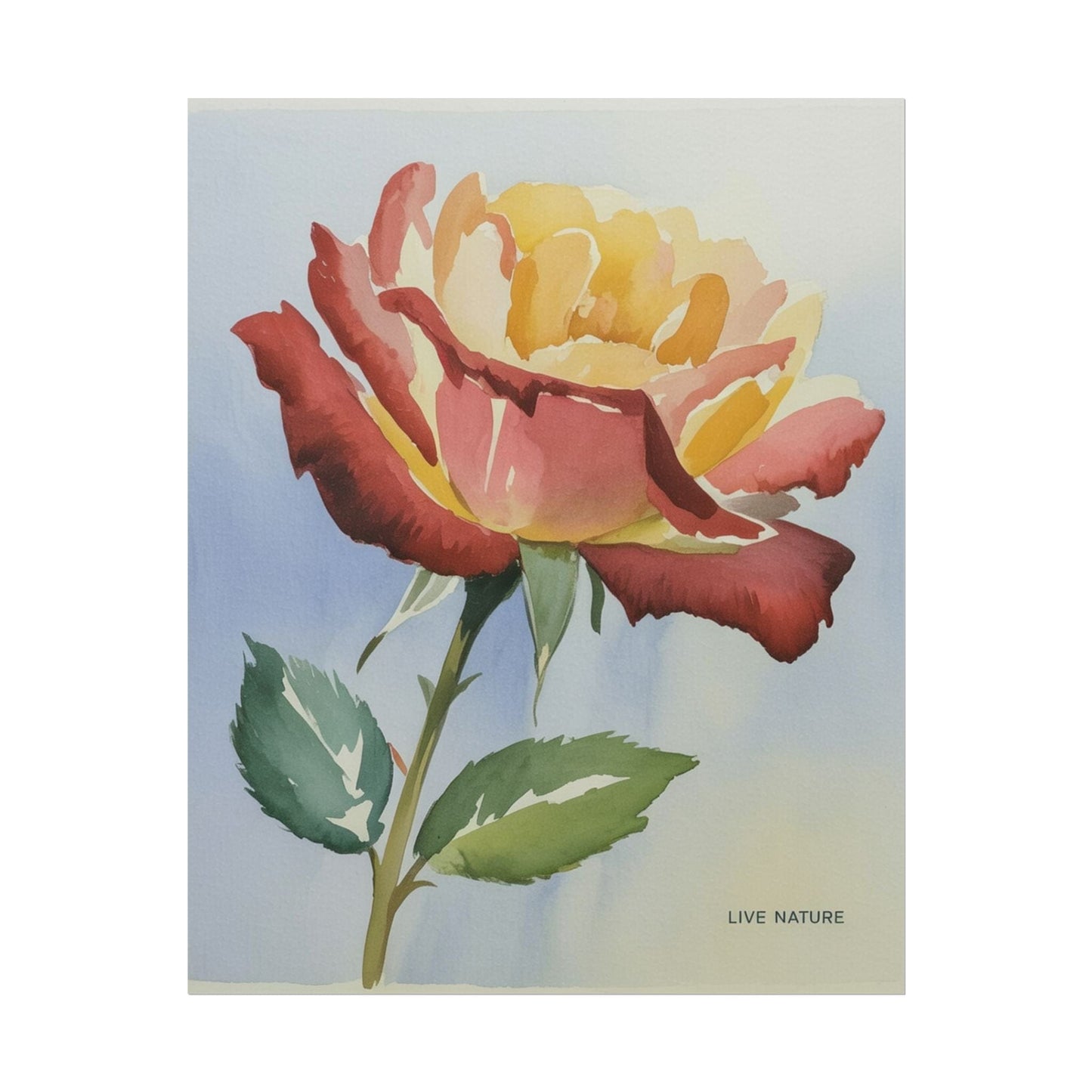 New York State Rose Watercolor Art Print