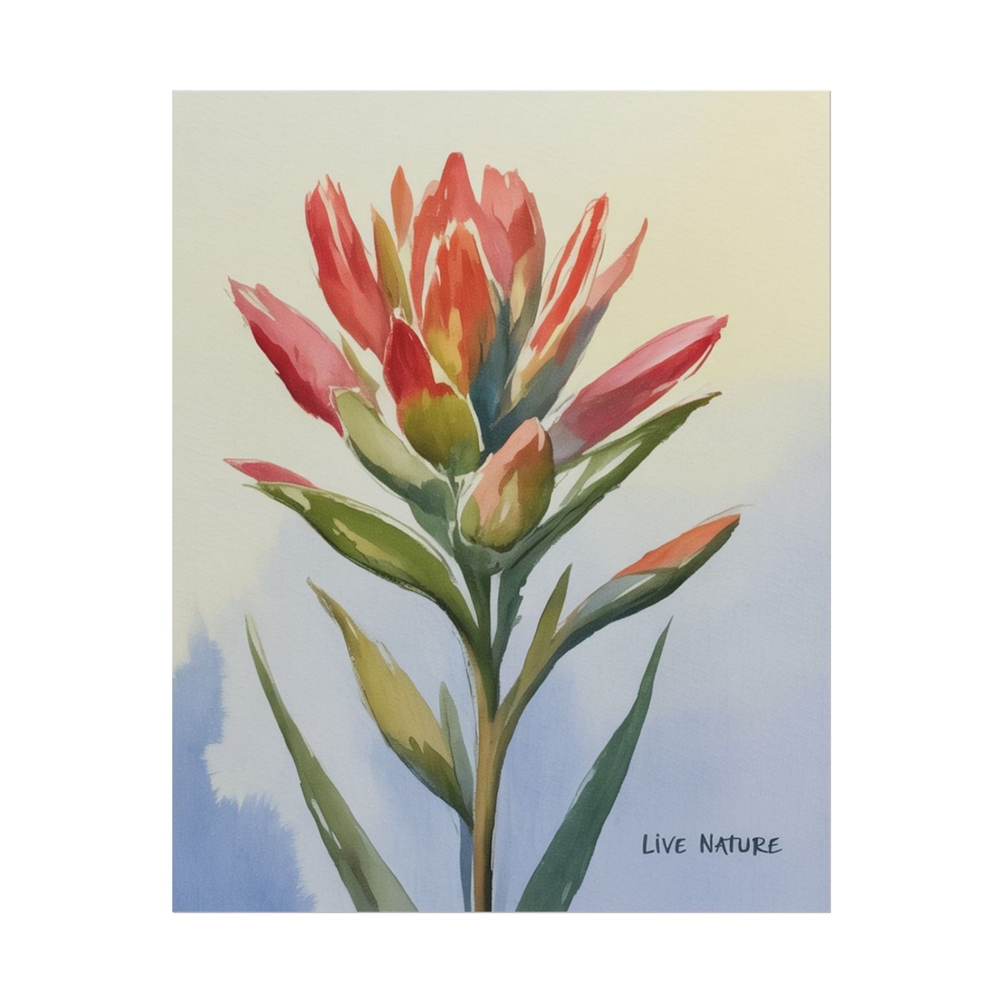 Indian Paintbrush Watercolor Art Print 'Live Nature
