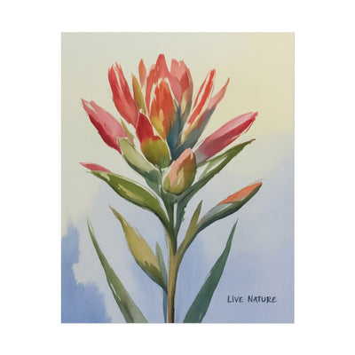 Indian Paintbrush Watercolor Art Print 'Live Nature