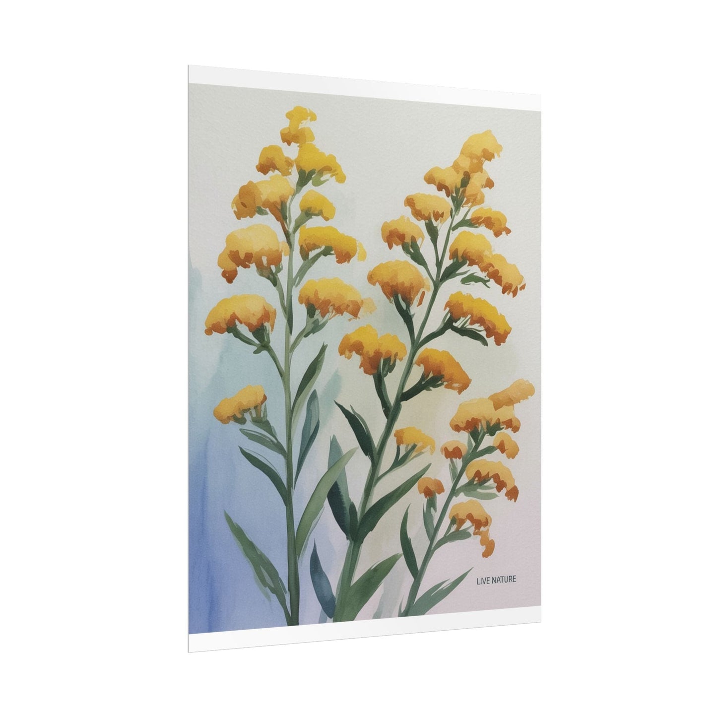 Goldenrod Watercolor Botanical Art Print 'Live Nature