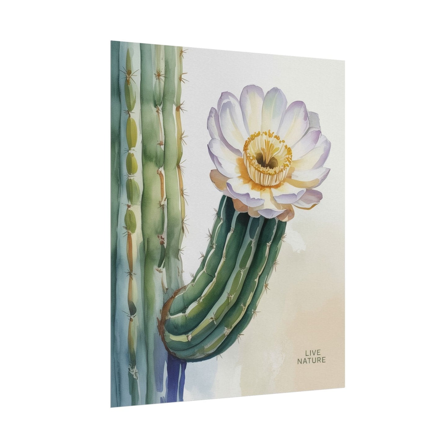 Saguaro Cactus Bloom Watercolor Art Print 'Live Nature