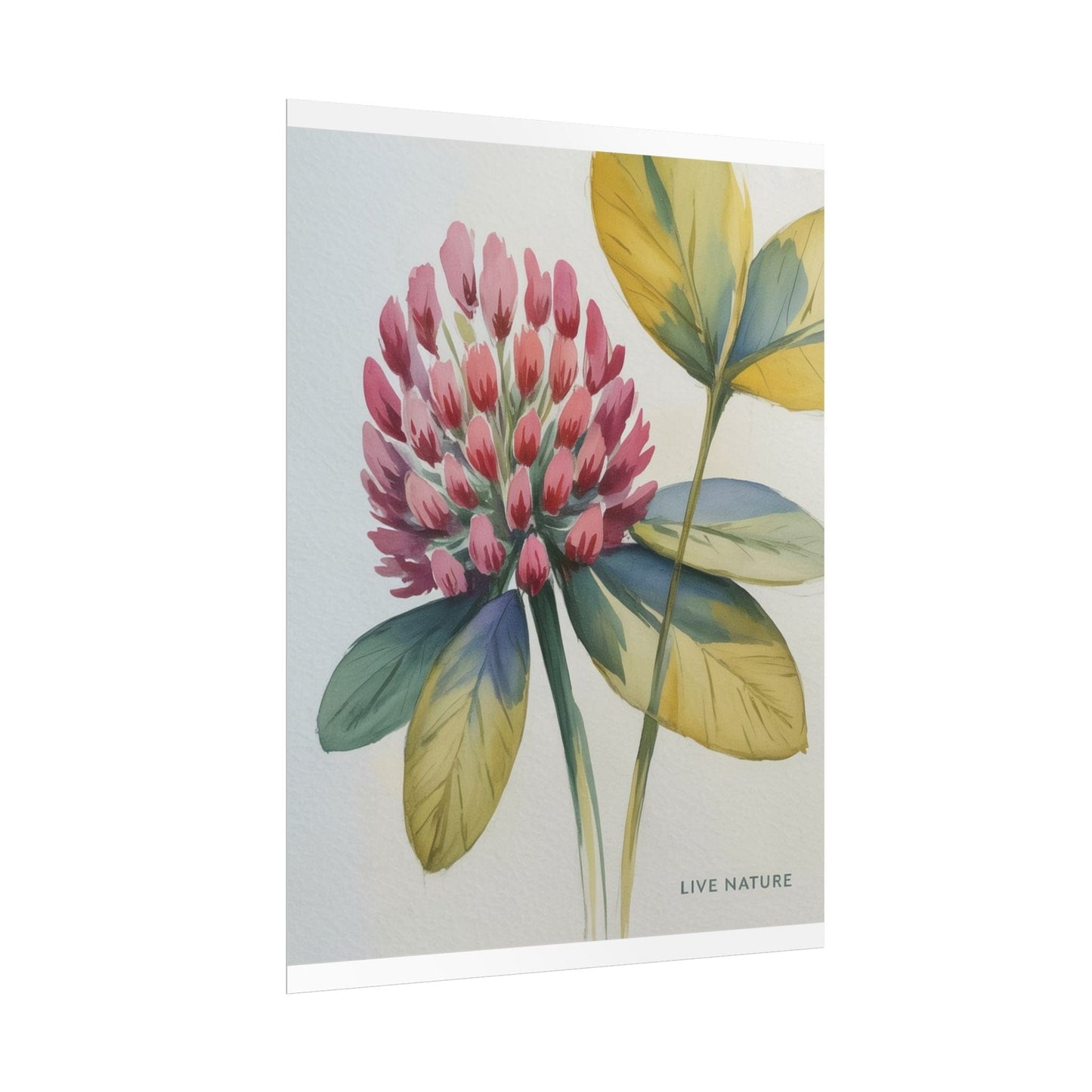Red Clover Botanical Art Print 'Live Nature' Design