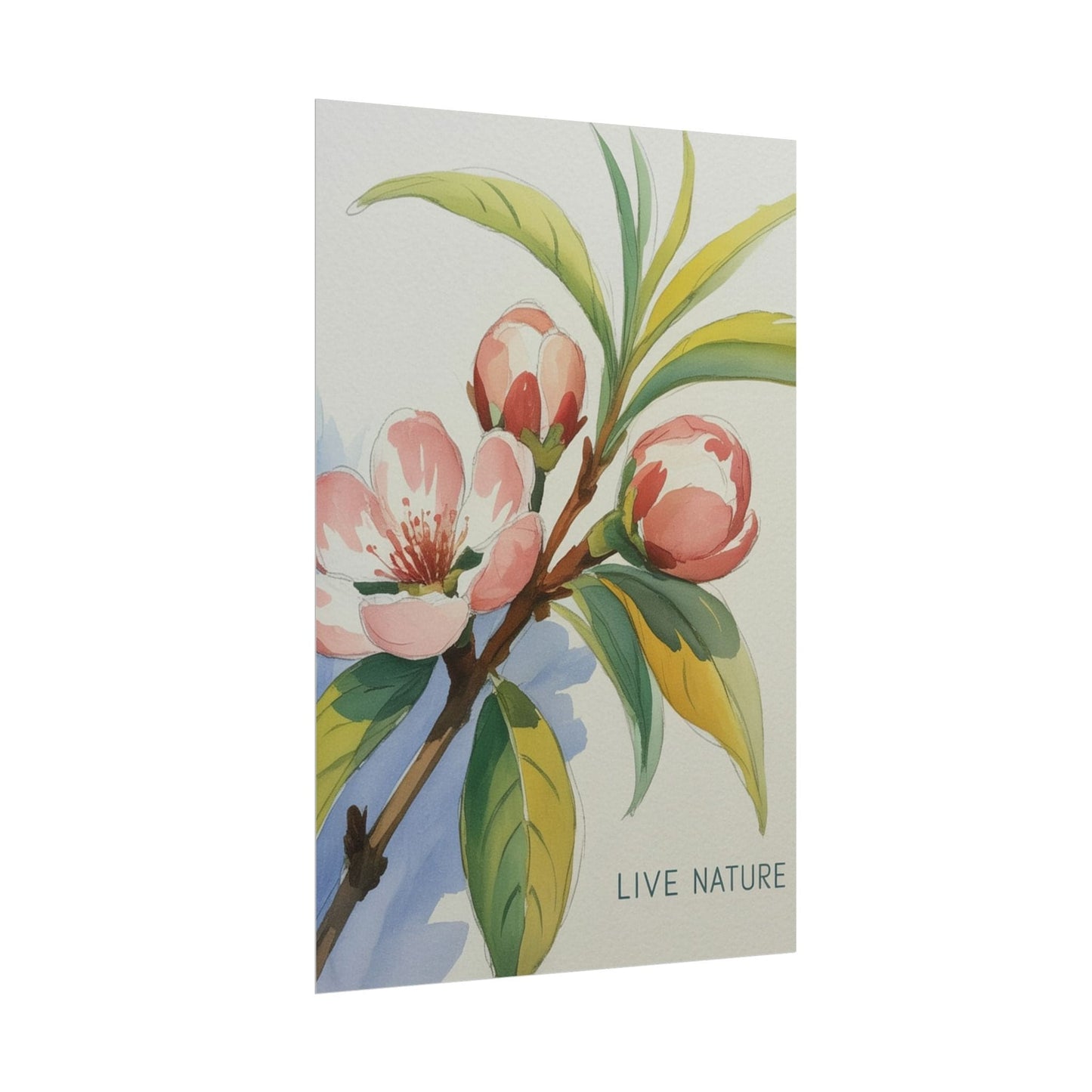 Peach Blossom Live Nature Art Print Poster