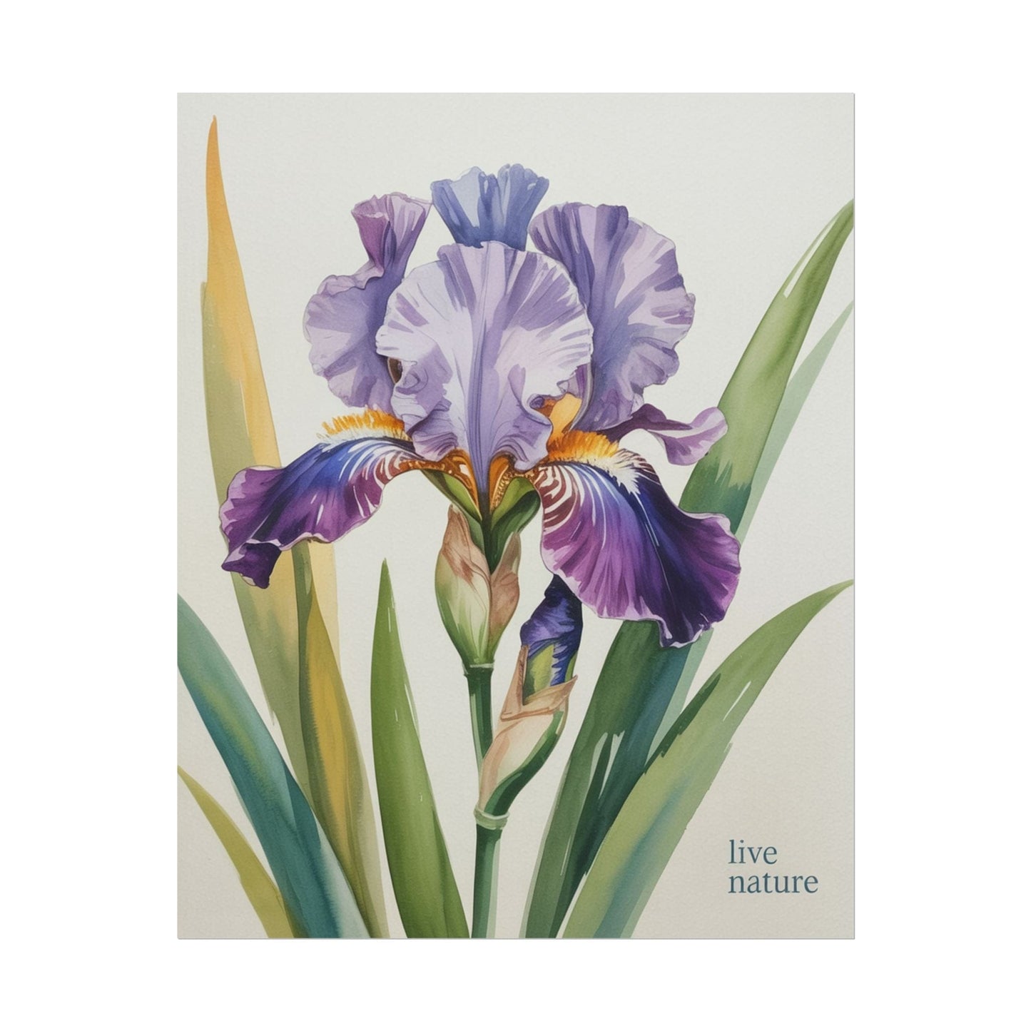 Iris Flower Watercolor Art Print with 'Live Nature