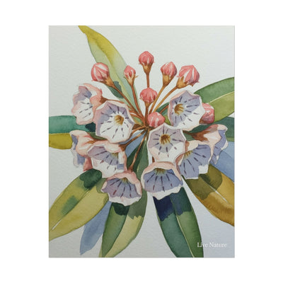 Mountain Laurel Watercolor Art Print Botanical Design