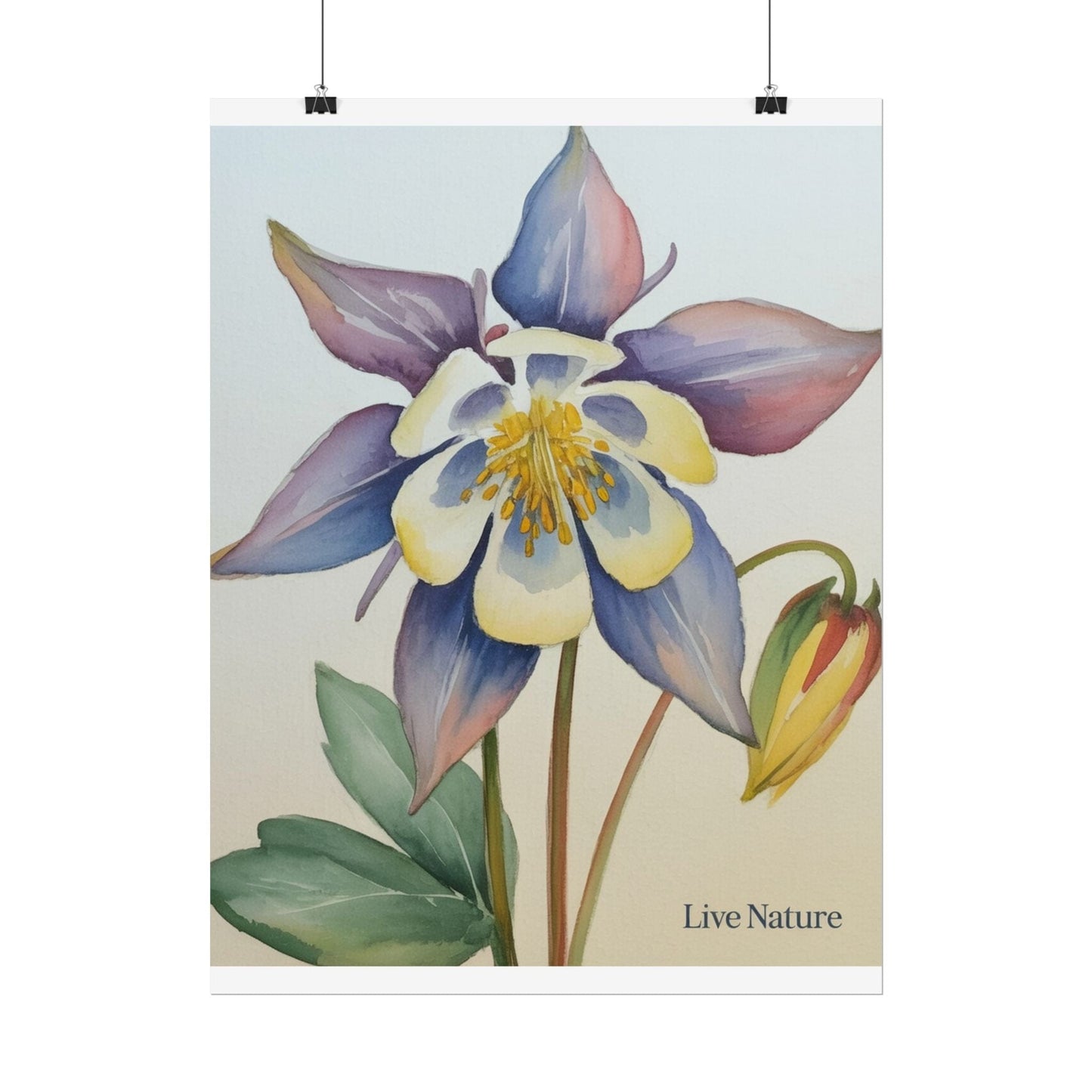 Rocky Mountain Columbine Watercolor Poster - Live Nature