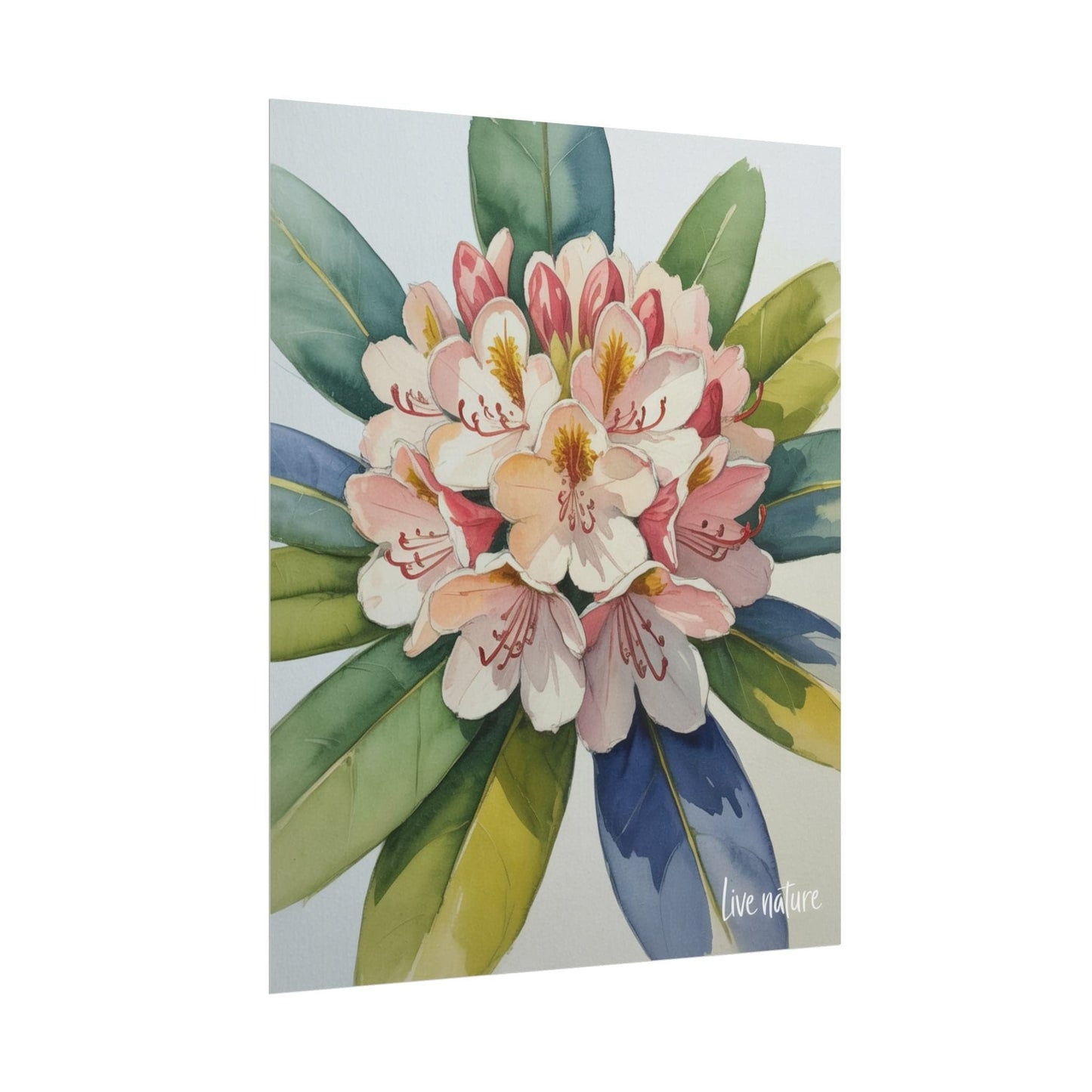 Rhododendron Blossom Watercolor Print 'Live Nature