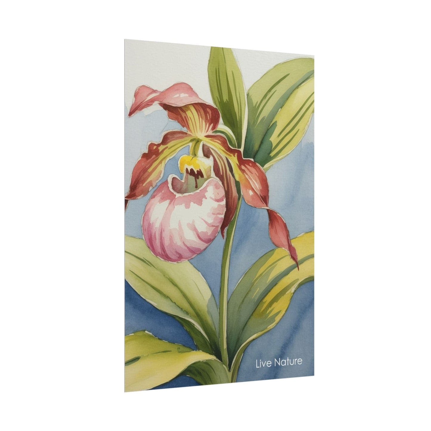 Pink Lady Slipper Orchid Watercolor Print Minnesota