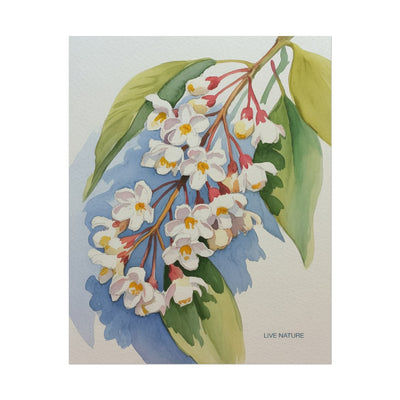 Idaho Syringa Blossom Watercolor Art Print Poster