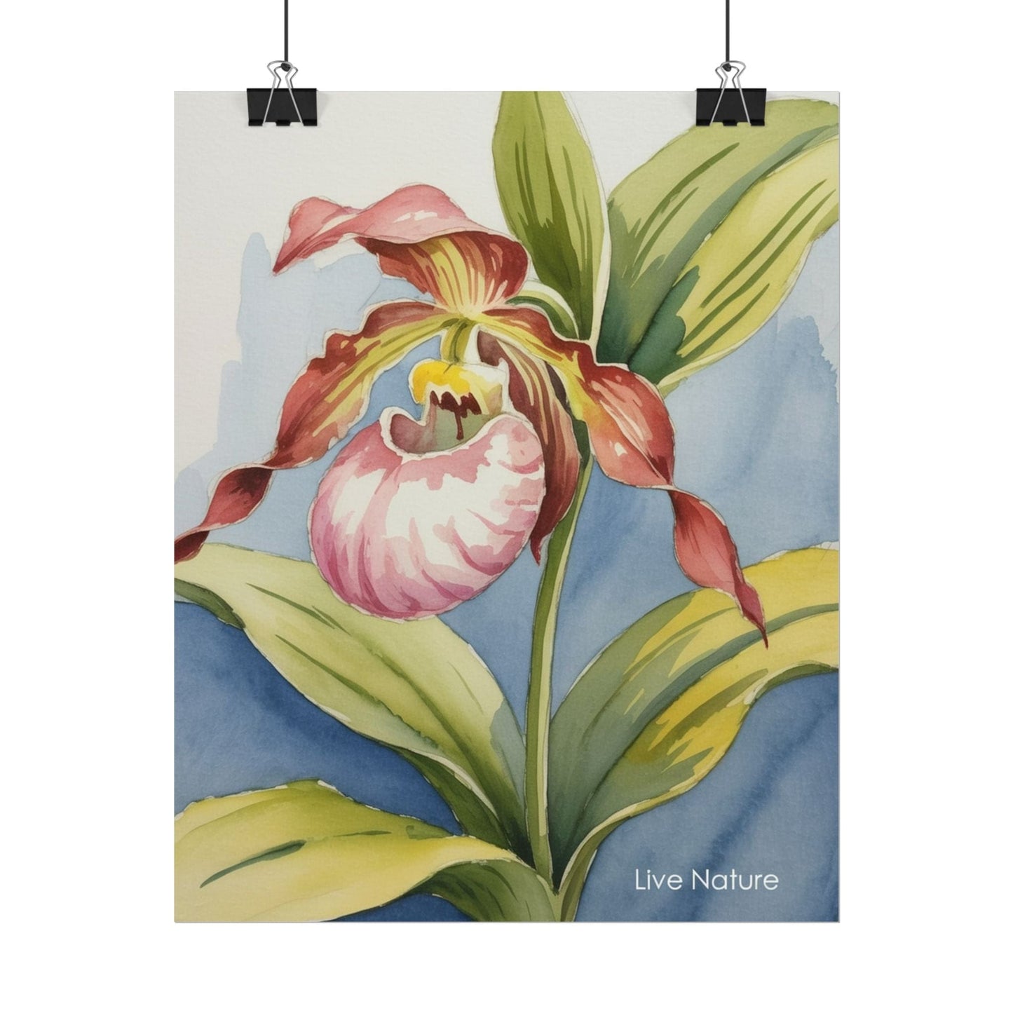Pink Lady Slipper Orchid Watercolor Print Minnesota