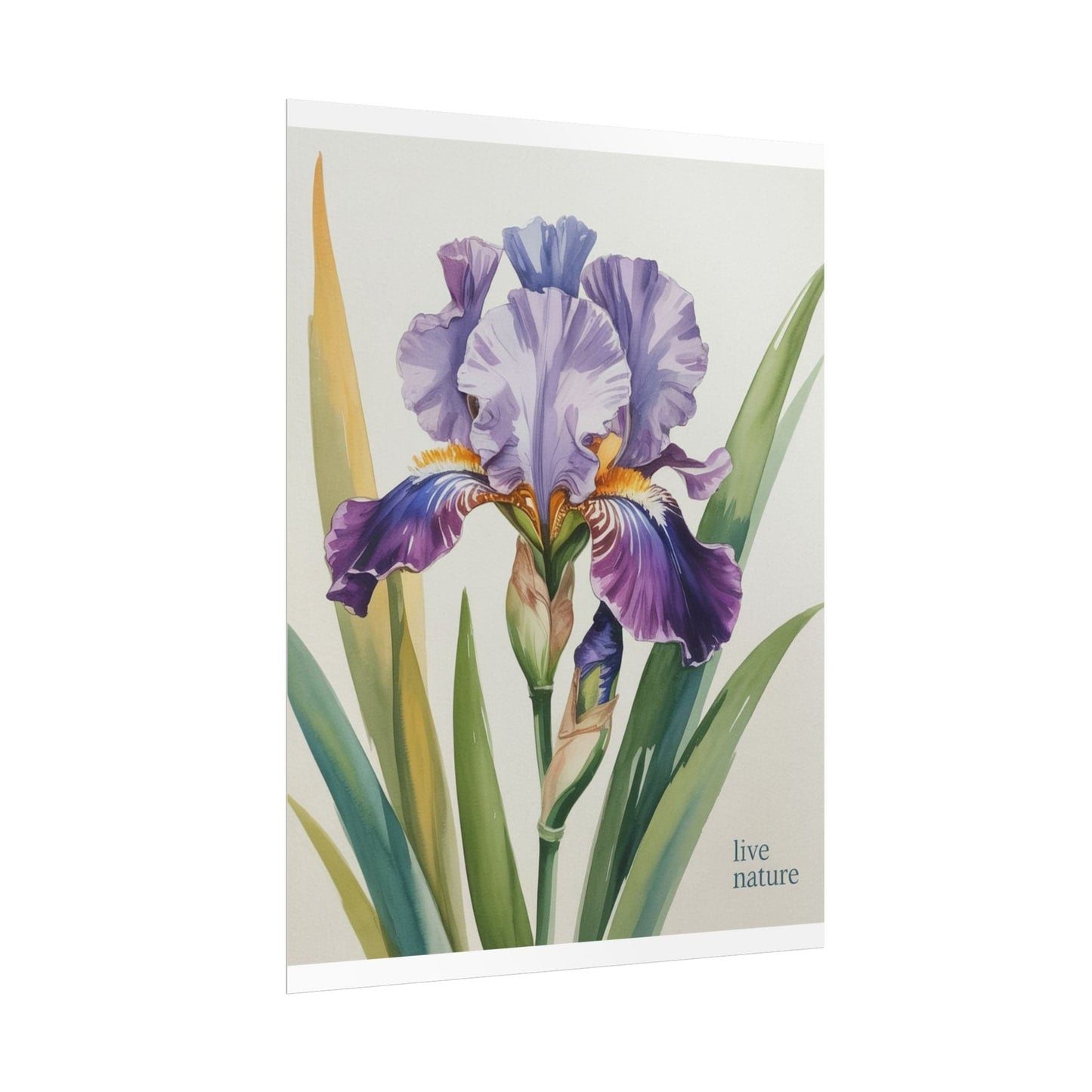 Iris Flower Watercolor Art Print with 'Live Nature