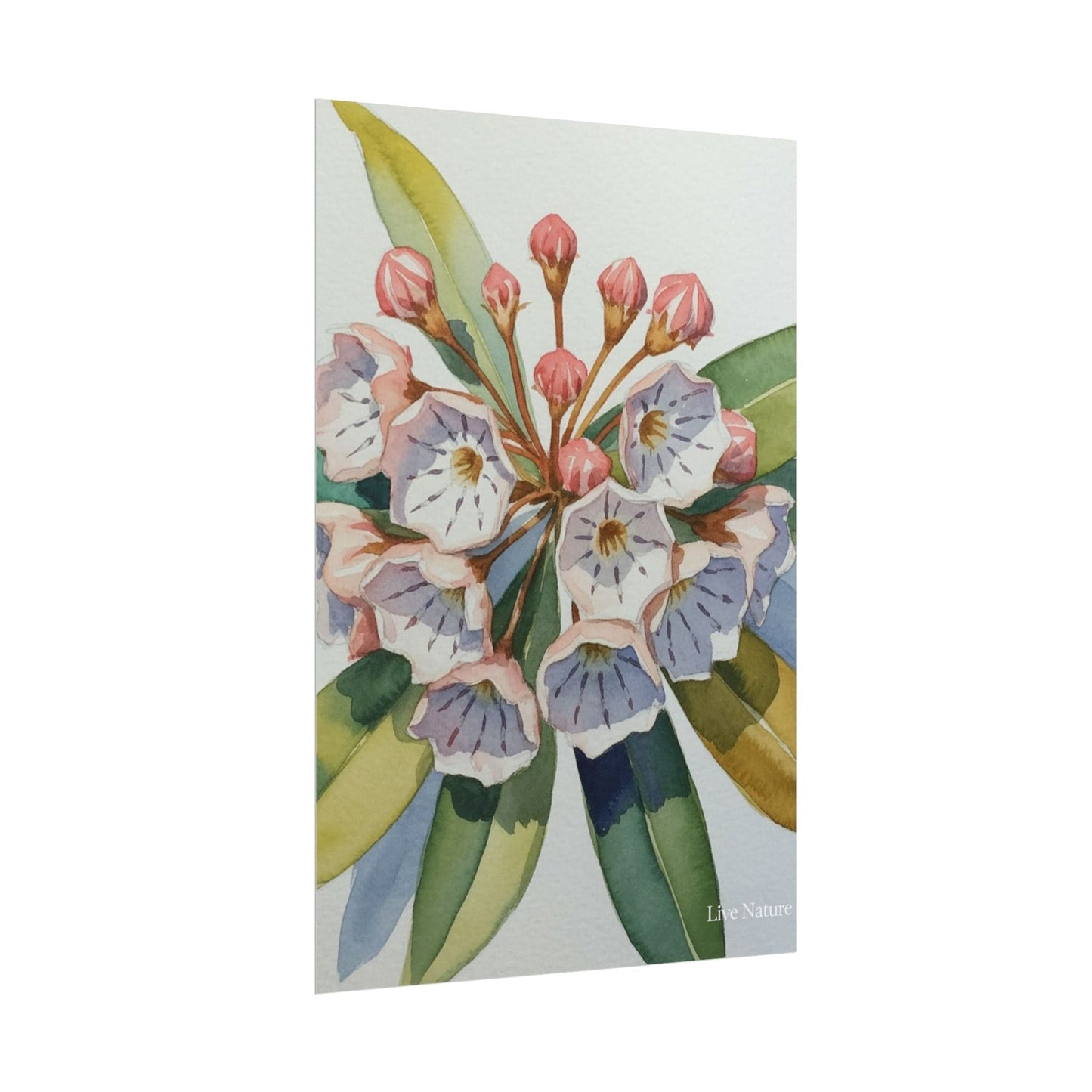 Mountain Laurel Watercolor Art Print Botanical Design