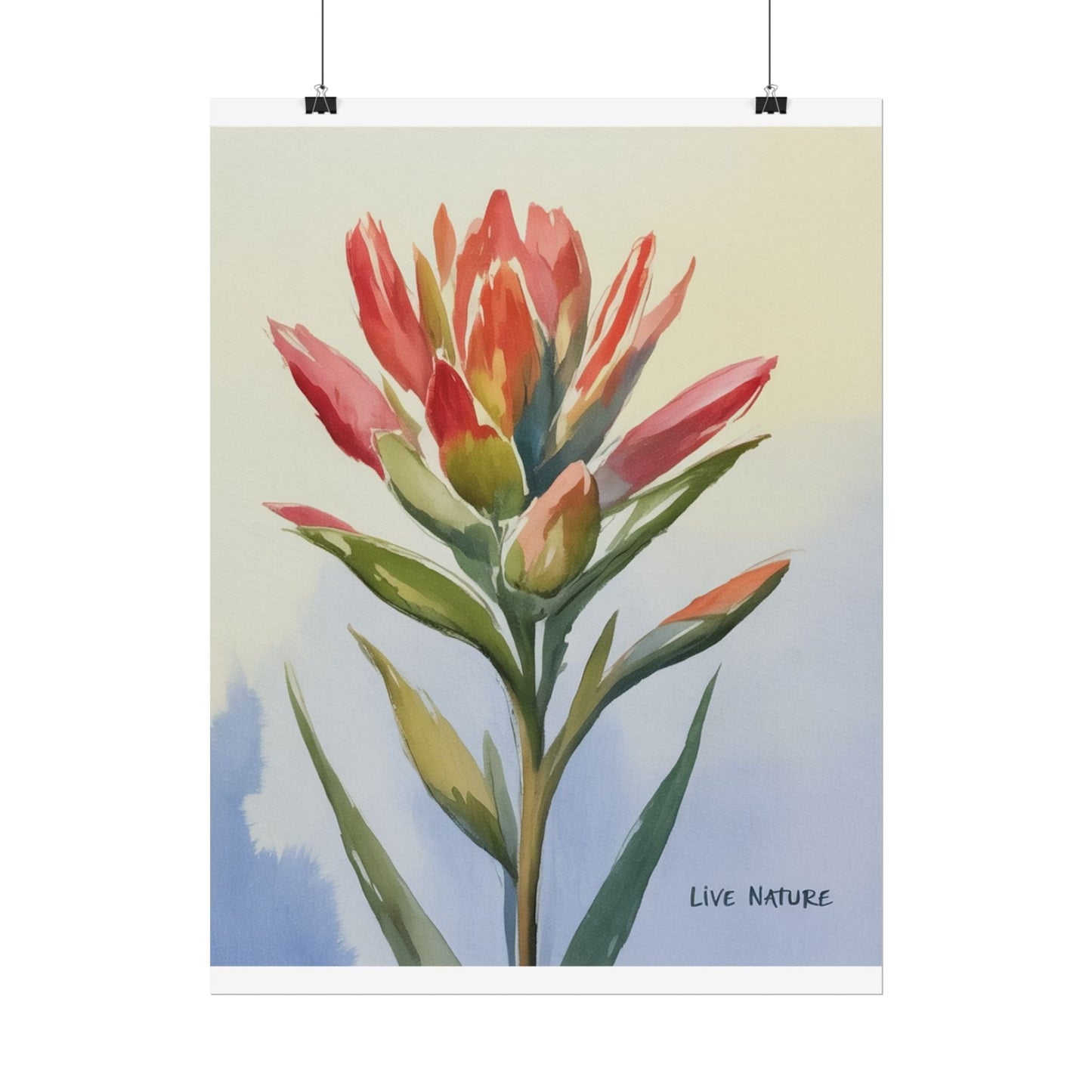 Indian Paintbrush Watercolor Art Print 'Live Nature