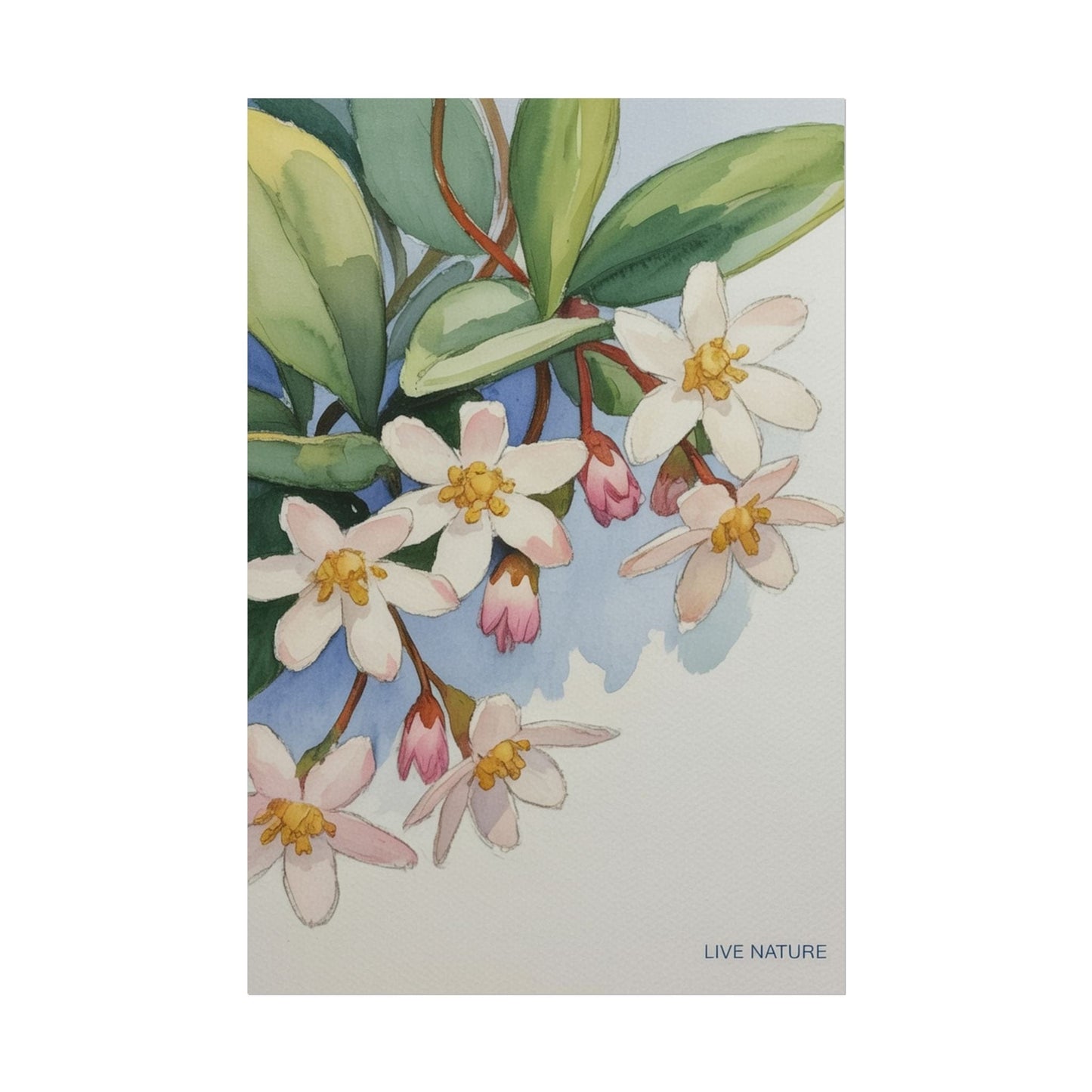 Mayflower Botanical Watercolor Art Print 'Live Nature