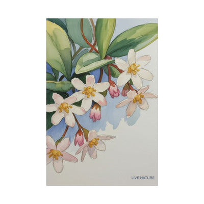 Mayflower Botanical Watercolor Art Print 'Live Nature