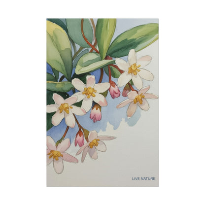 Mayflower Botanical Watercolor Art Print 'Live Nature