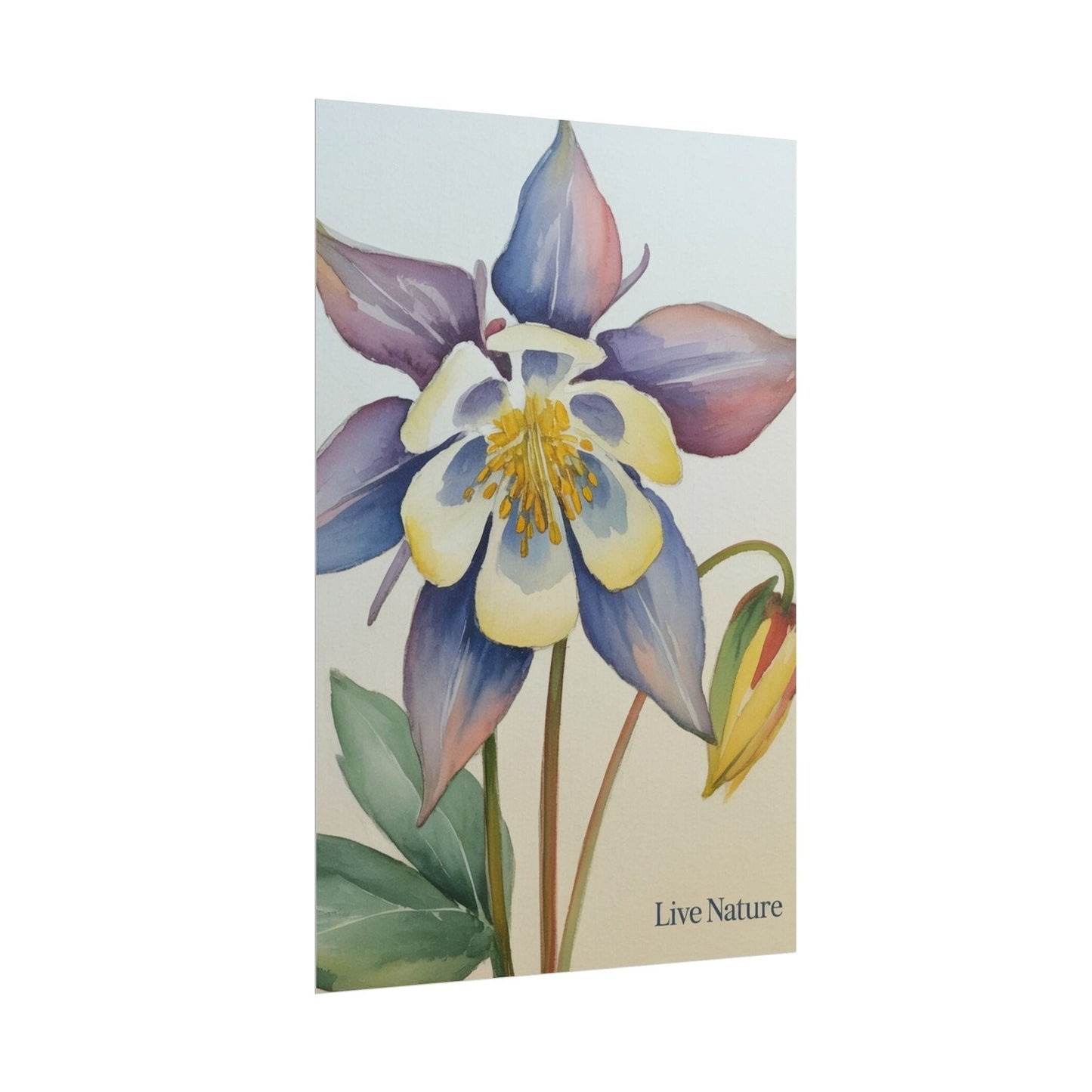 Rocky Mountain Columbine Watercolor Poster - Live Nature