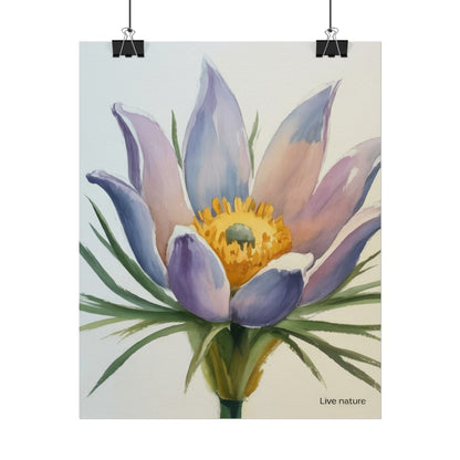 Pasque Flower Watercolor Art Print 'Live Nature