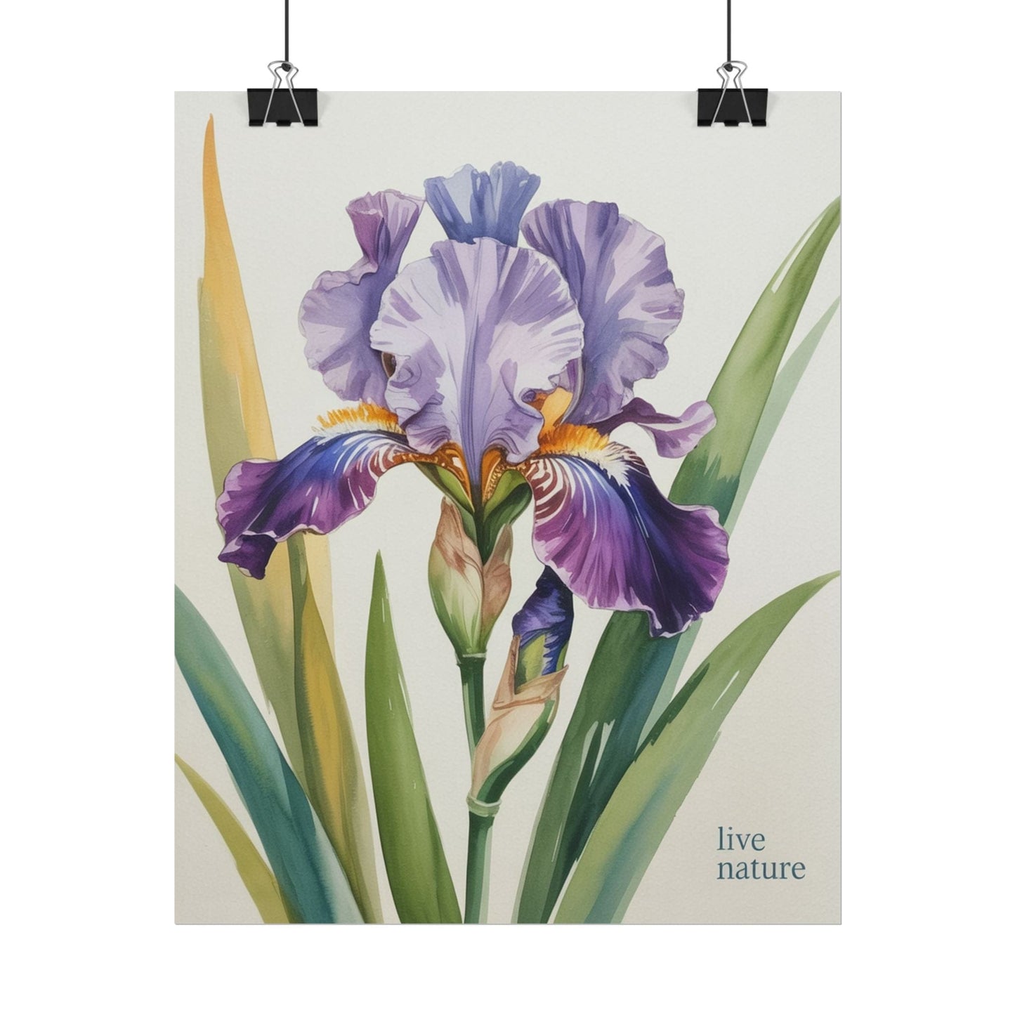 Iris Flower Watercolor Art Print with 'Live Nature