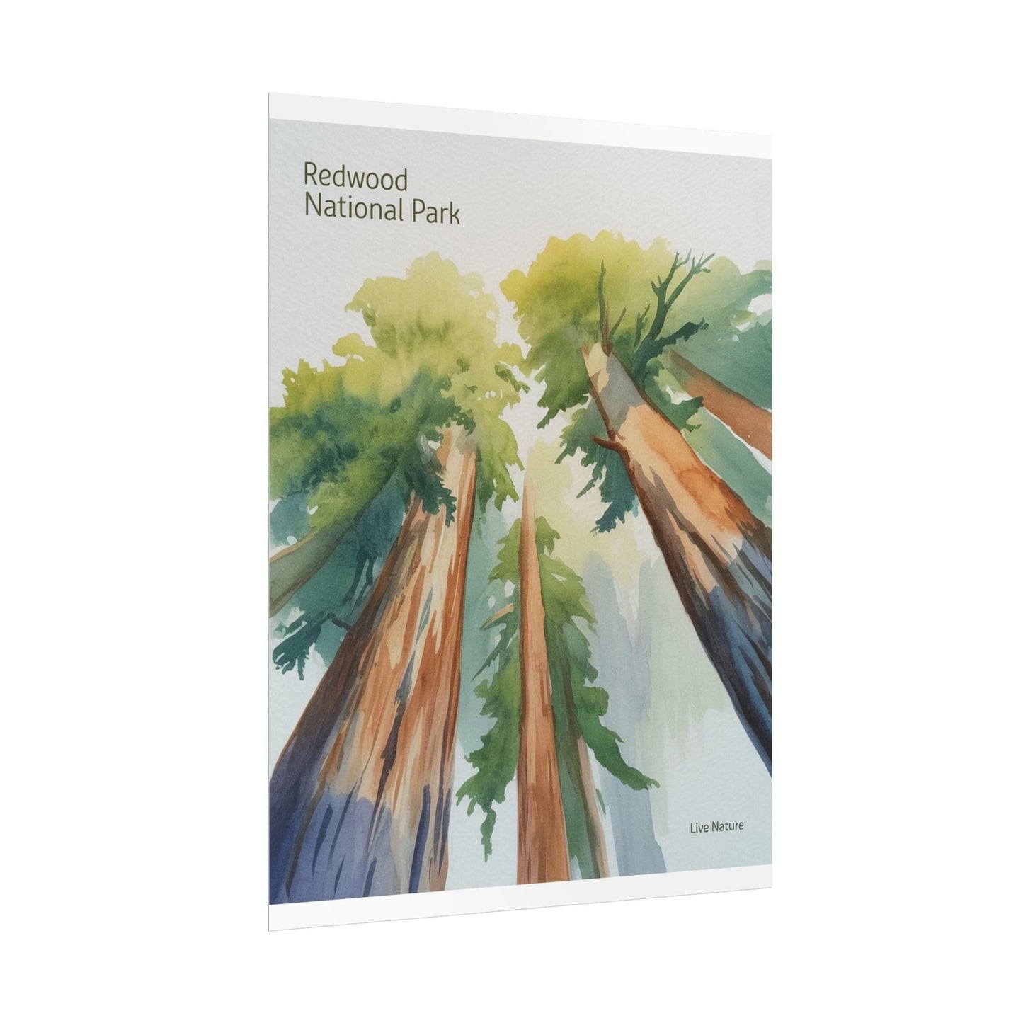 Redwood National Park Watercolor Art Print