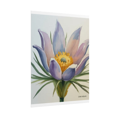 Pasque Flower Watercolor Art Print 'Live Nature