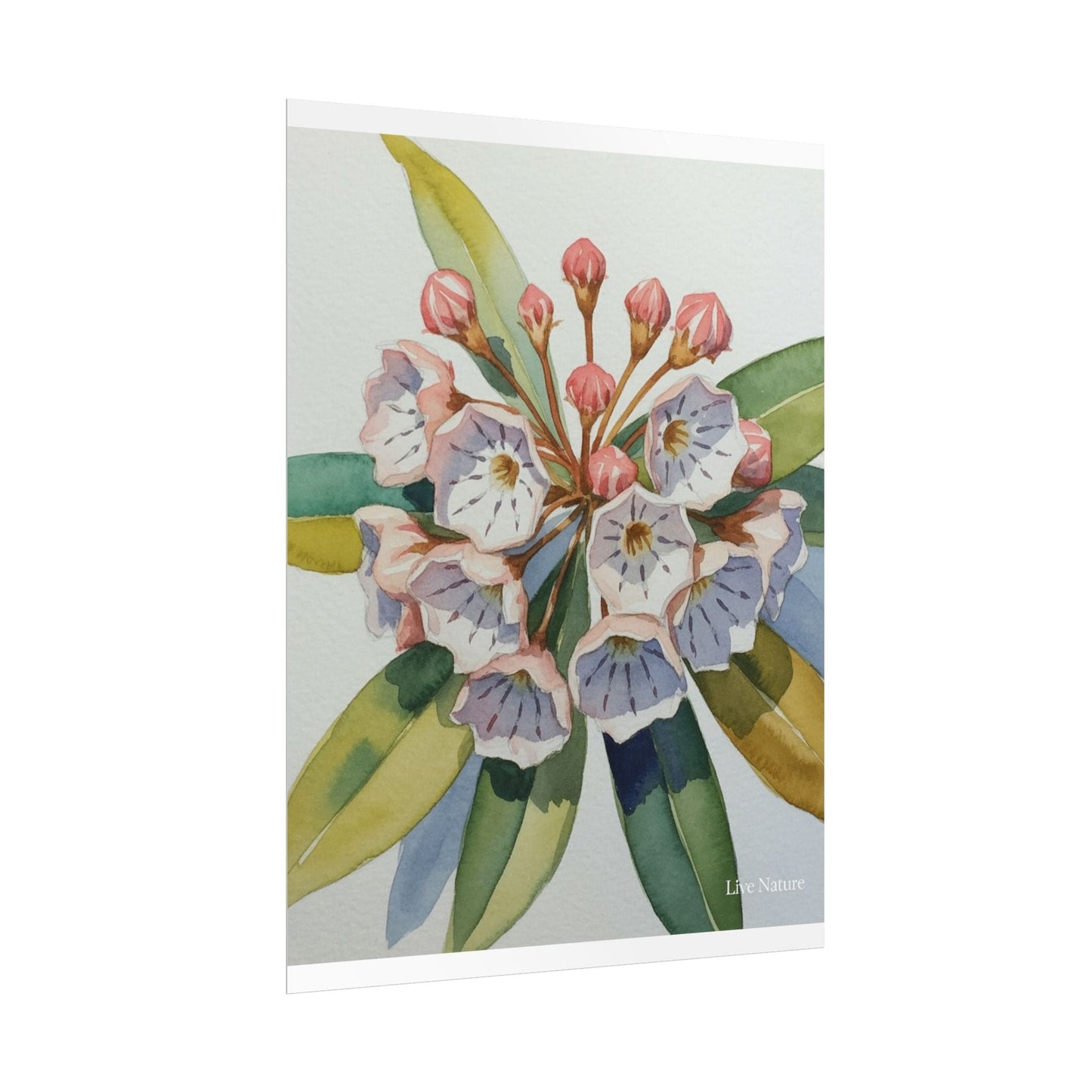 Mountain Laurel Watercolor Art Print Botanical Design