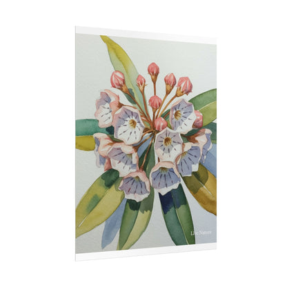 Mountain Laurel Watercolor Art Print Botanical Design