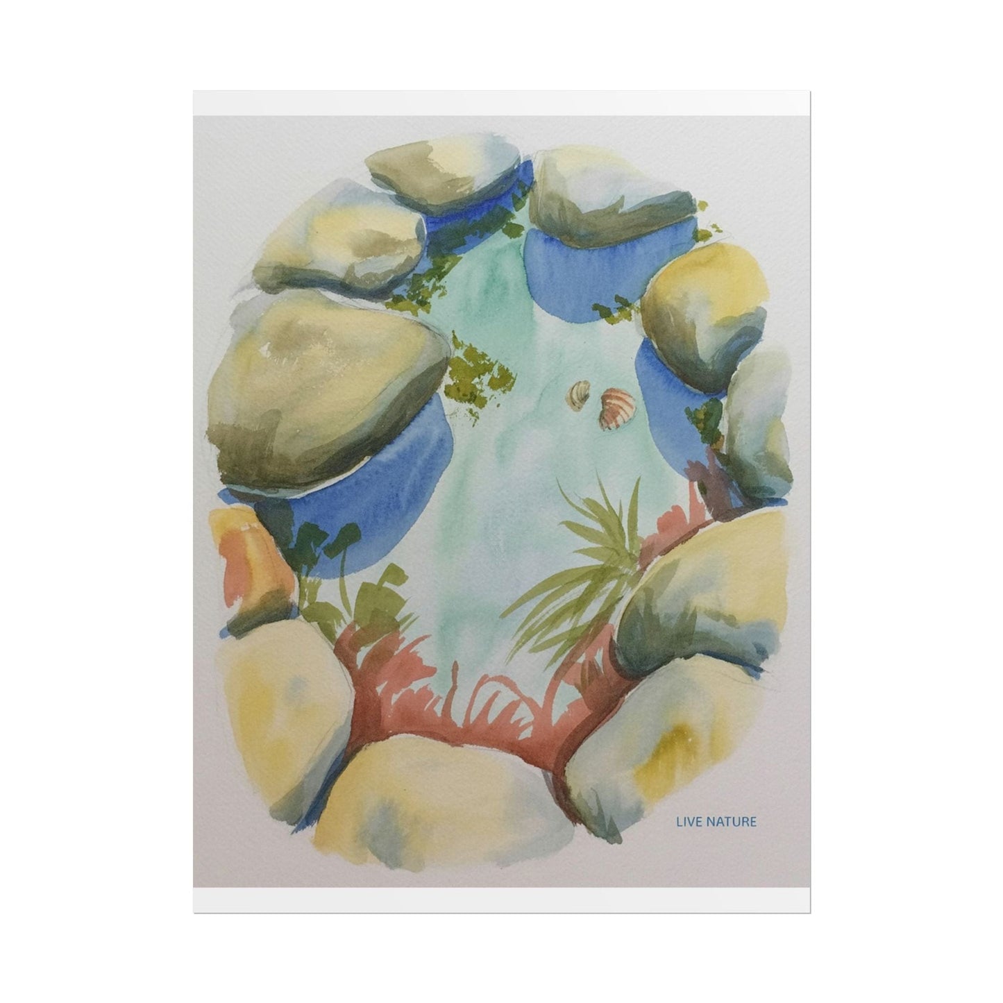 Rocky Tide Pool Watercolor Art Print 'Live Nature