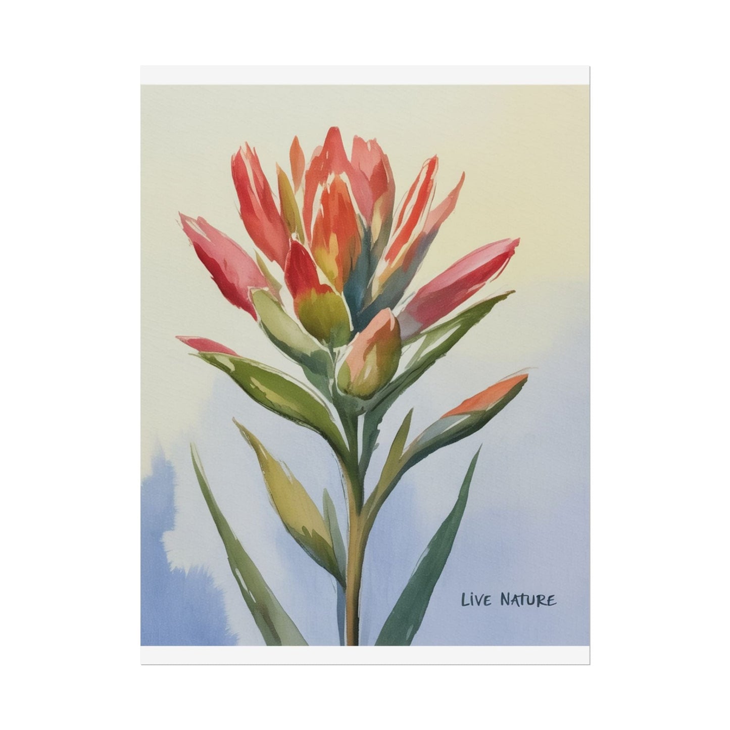 Indian Paintbrush Watercolor Art Print 'Live Nature