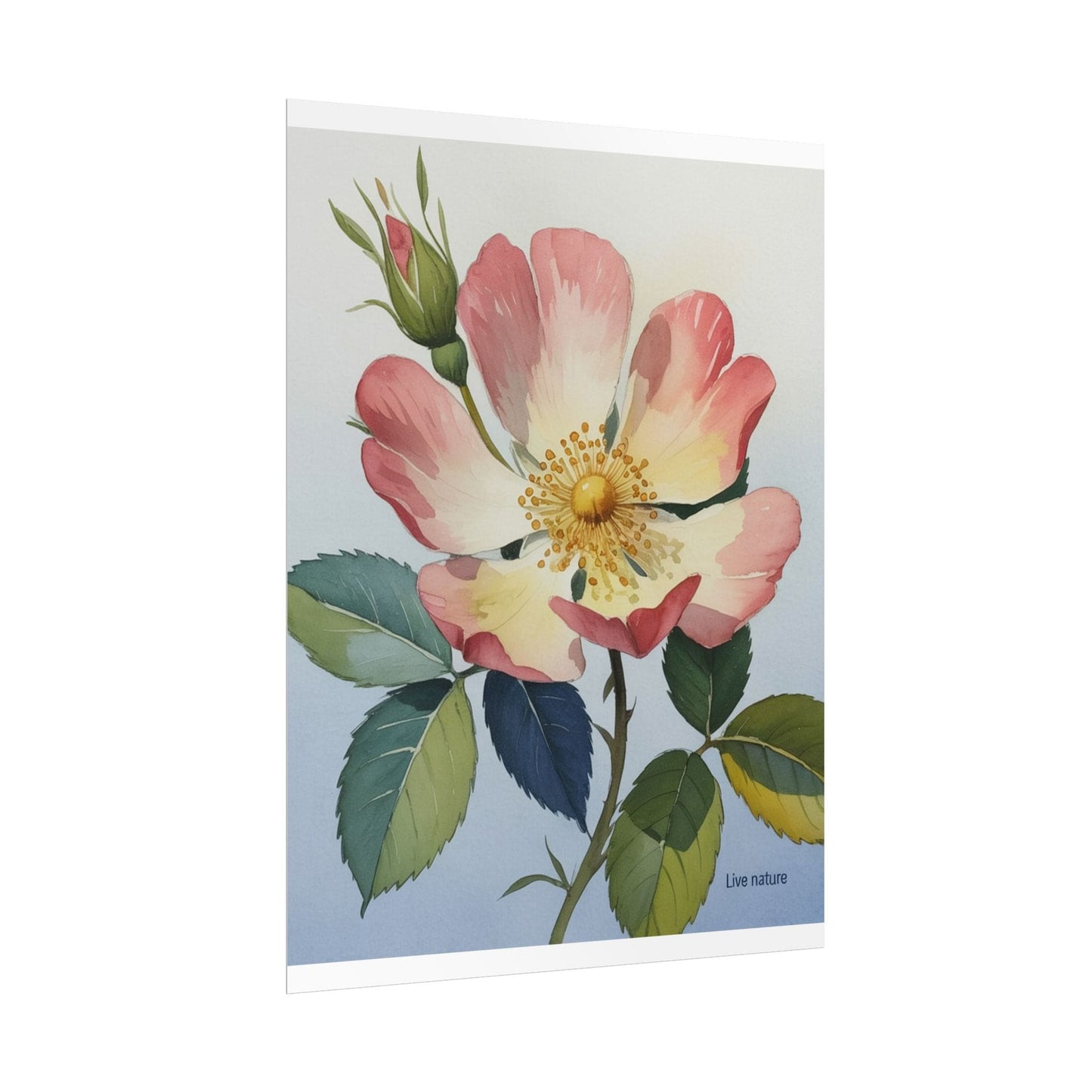 Wild Prairie Rose Watercolor Art Print