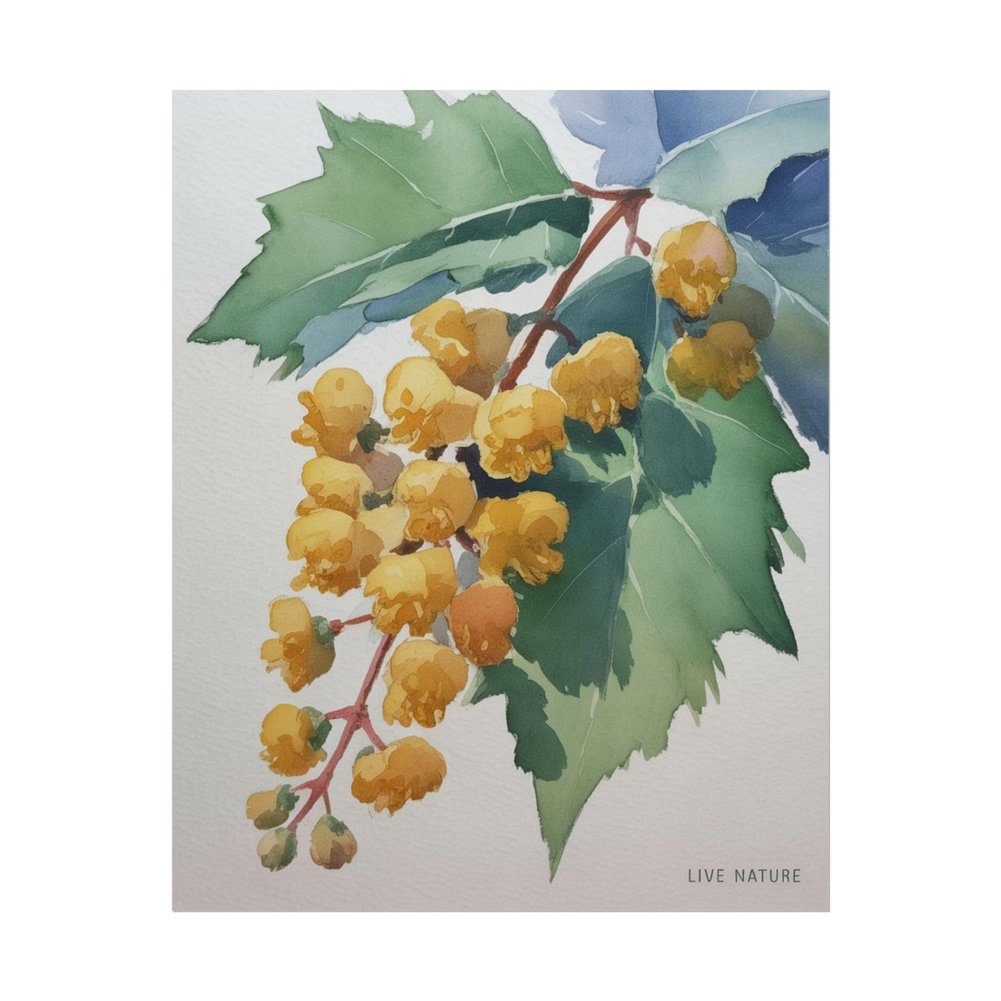 Oregon Grape State Flower Watercolor Art Print