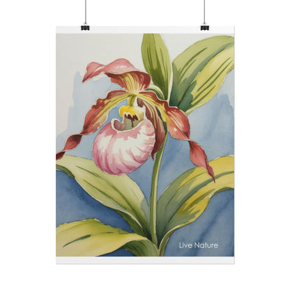 Pink Lady Slipper Orchid Watercolor Print Minnesota