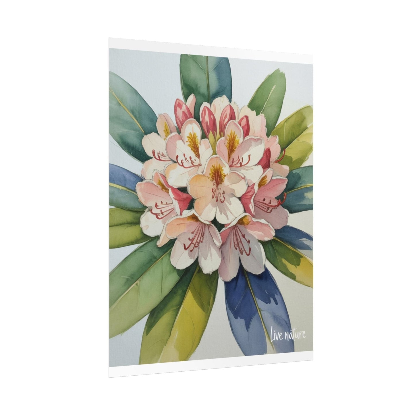 Rhododendron Blossom Watercolor Print 'Live Nature