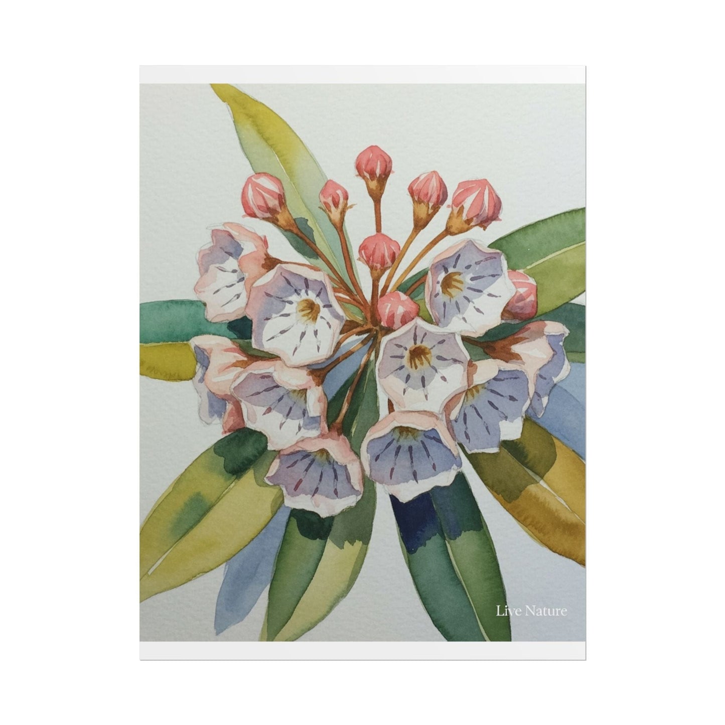 Mountain Laurel Watercolor Art Print Botanical Design