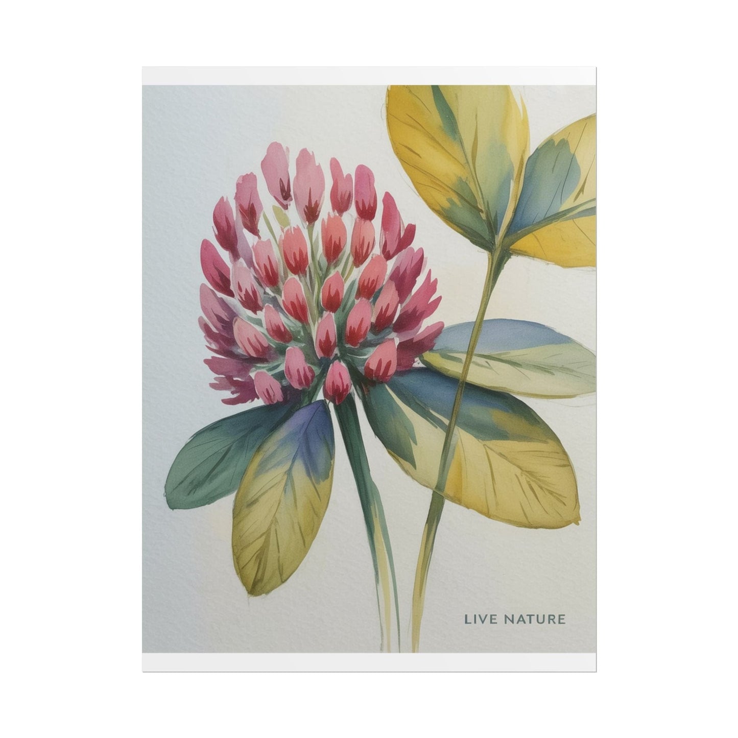 Red Clover Botanical Art Print 'Live Nature' Design